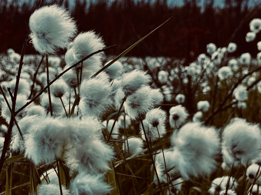 Cottonwood Grass
