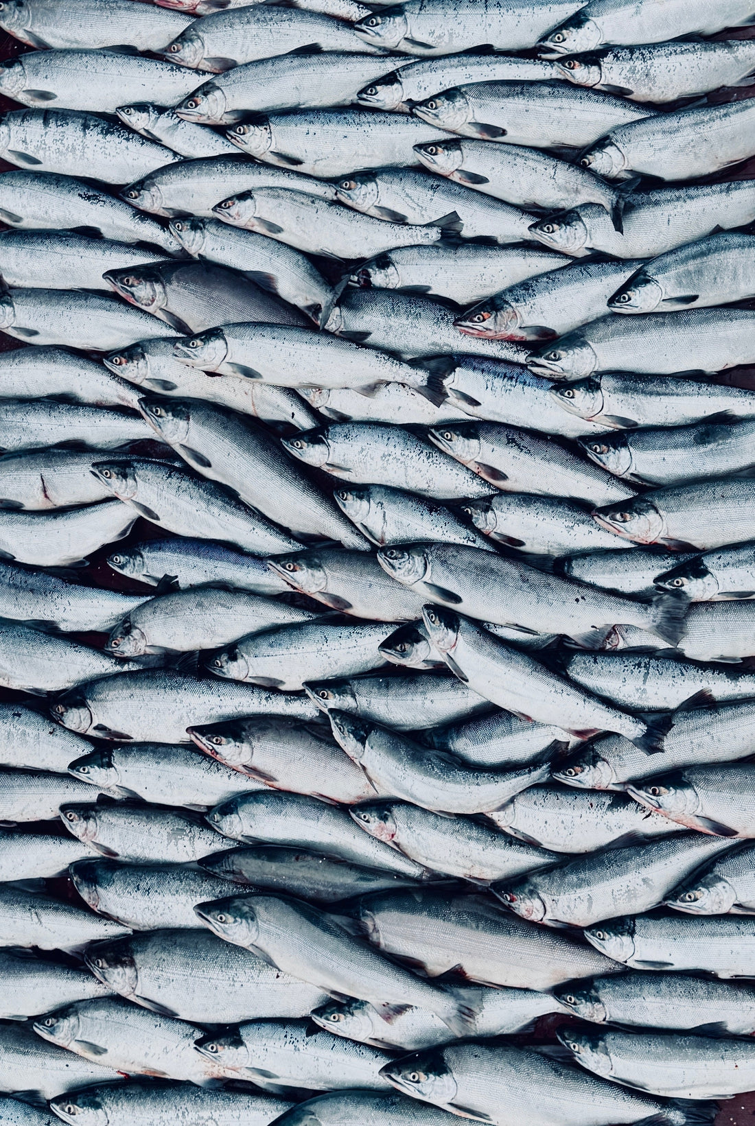 Flashes of Silver: Sockeye Fishing on the Kasilof River