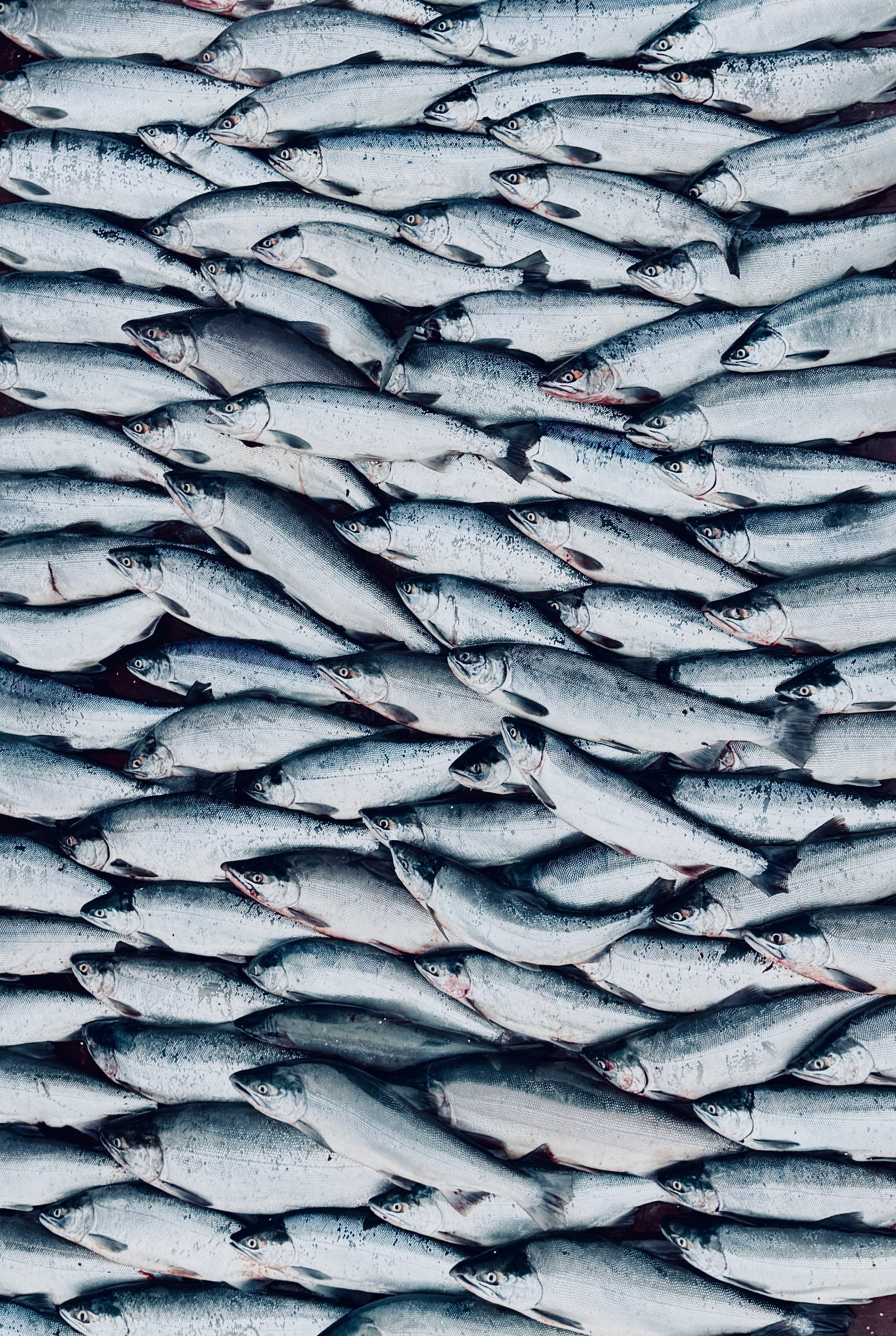 Flashes of Silver: Sockeye Fishing on the Kasilof River