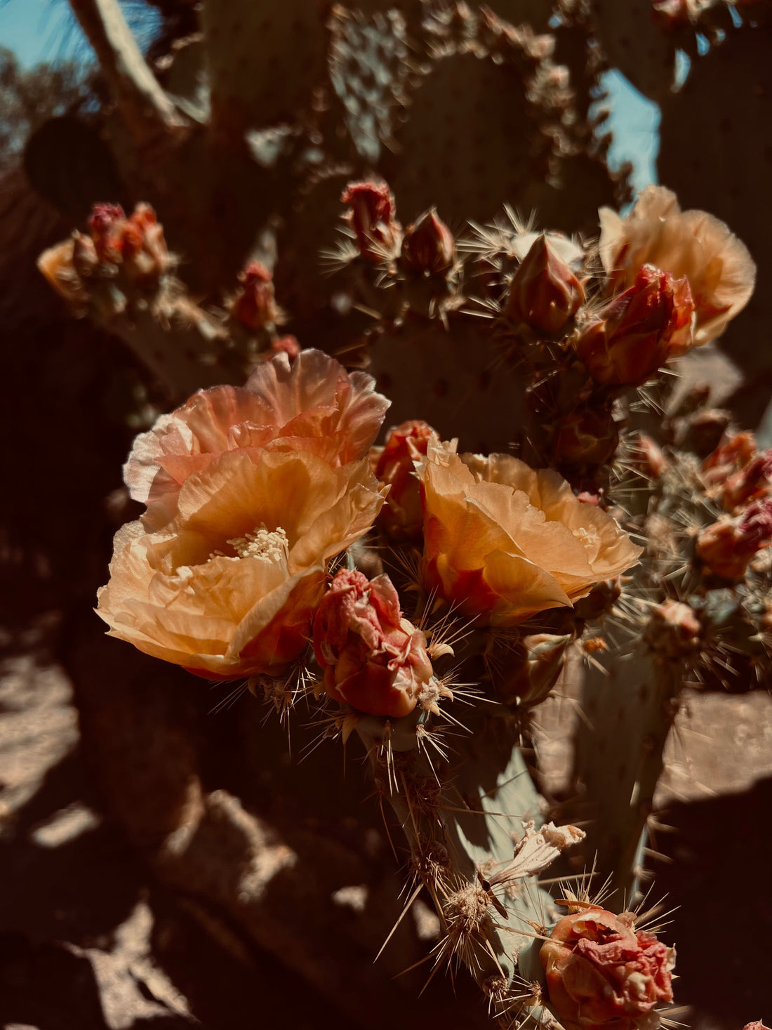 Cacti & Chocolate